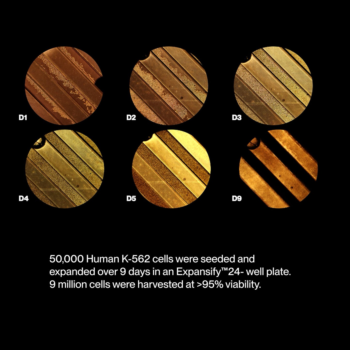 Expansify™ 24-Well Plate